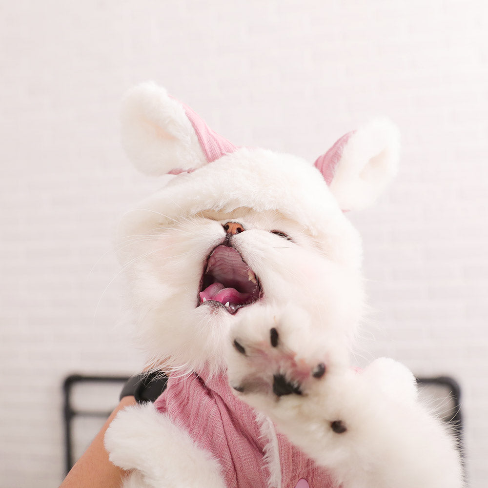 Kitten clothes British short American short puppet pet