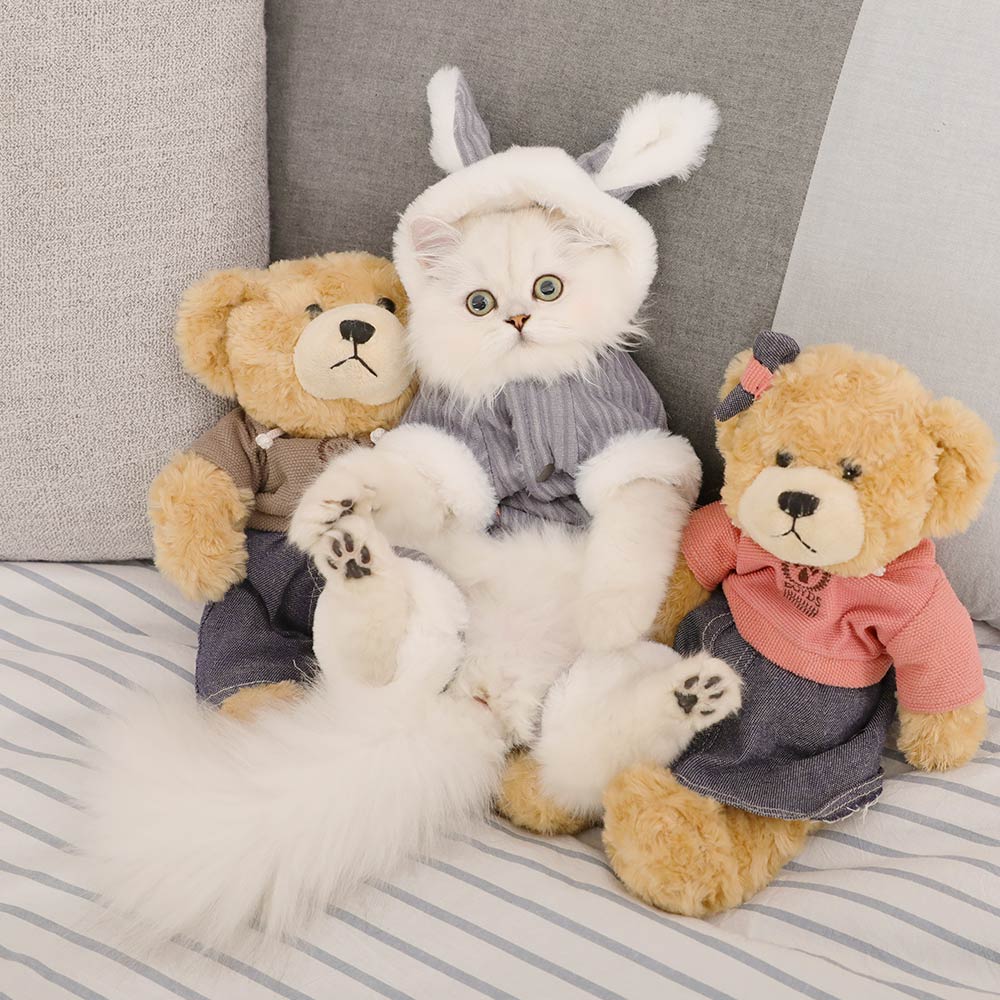 Kitten clothes British short American short puppet pet