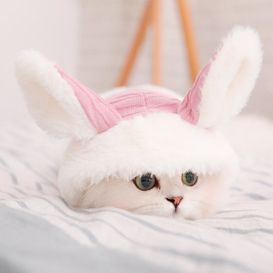 Kitten clothes British short American short puppet pet