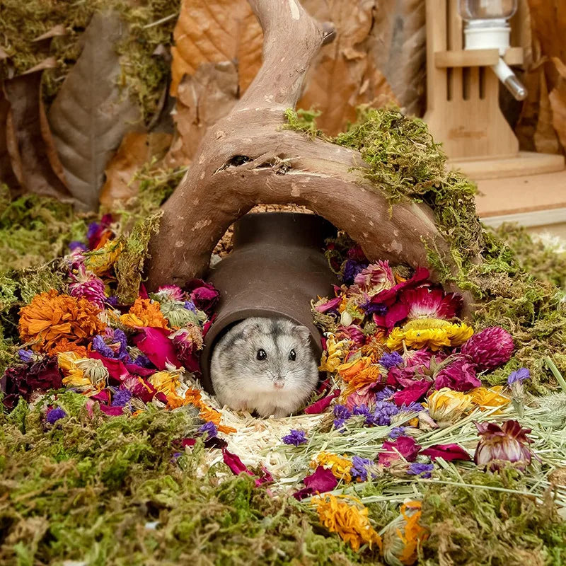 Hamster Nest Landscape, Dried Flowers, Real Plants, Flowers, Leaves, Hamster Special Mattress, Grains, Small Pet Cages, Habitat