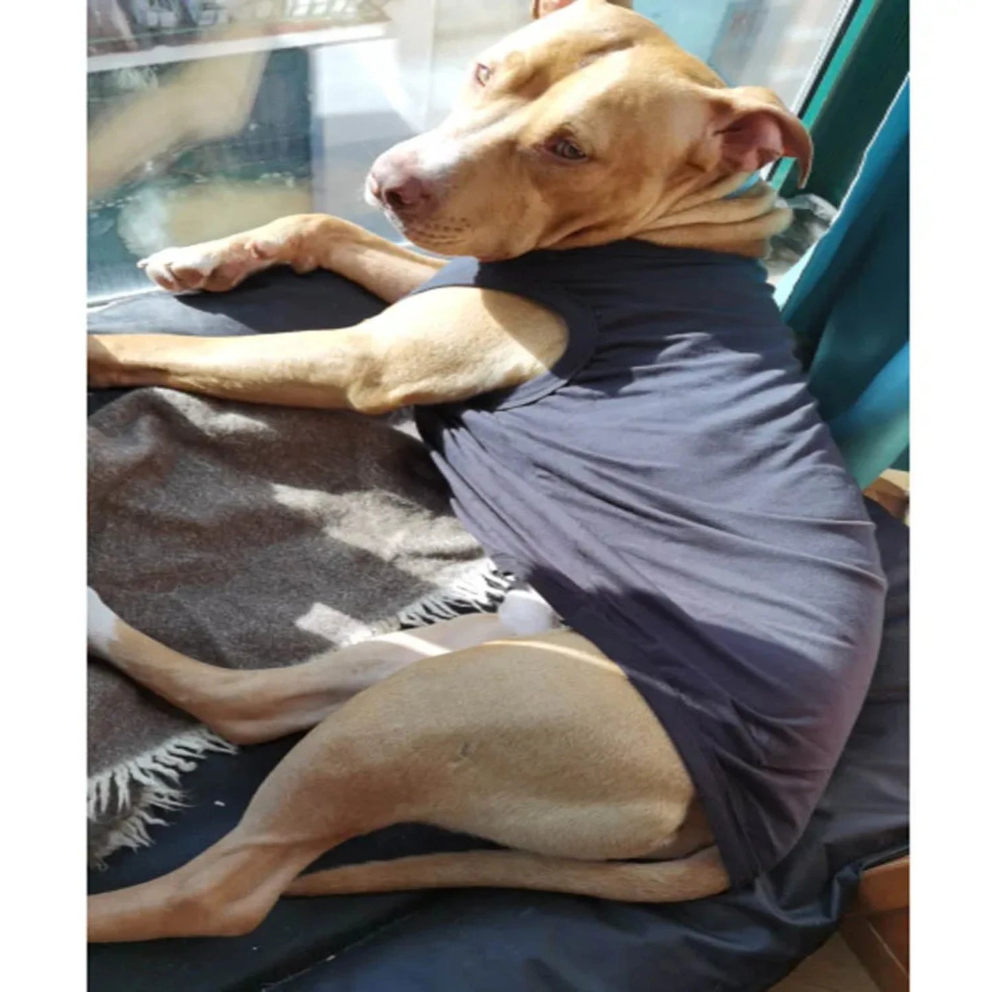 Dog Shirt Clothes, Spring Summer T Shirt Apparel Soft Blank Shirts Clothes  Extra Small Medium Large Extra Large Size Dogs