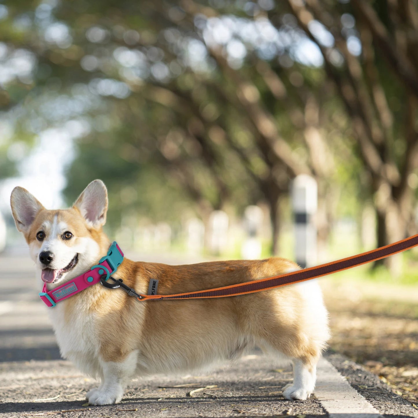 1.5M/5M/3M/2M Medium Small Long Dog Leash Latex Silk Easy and Convenient Training Big Dual Color WALK THE Dog Leash 10 Meters