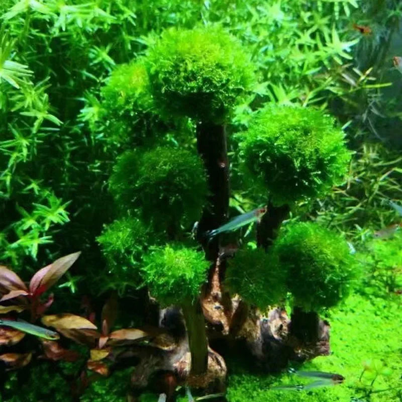Fish Tank Plant Moss Tree Decoration Landscaping Wood Plant Root Driftwood Aquatic Grass Aquarium Accessories without Moss