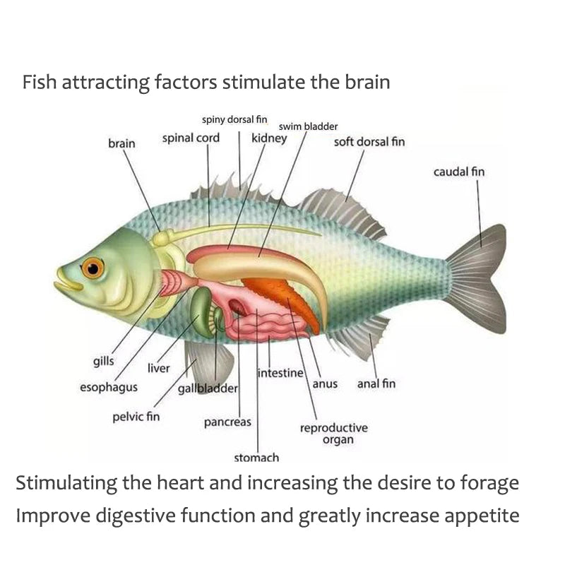 fish foodUniversal concentrated bait, red fragrant fish food granules,outdoor fishing accessories、Fishing bait、Shrimp clipper