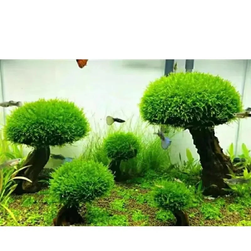 Fish Tank Plant Moss Tree Decoration Landscaping Wood Plant Root Driftwood Aquatic Grass Aquarium Accessories without Moss