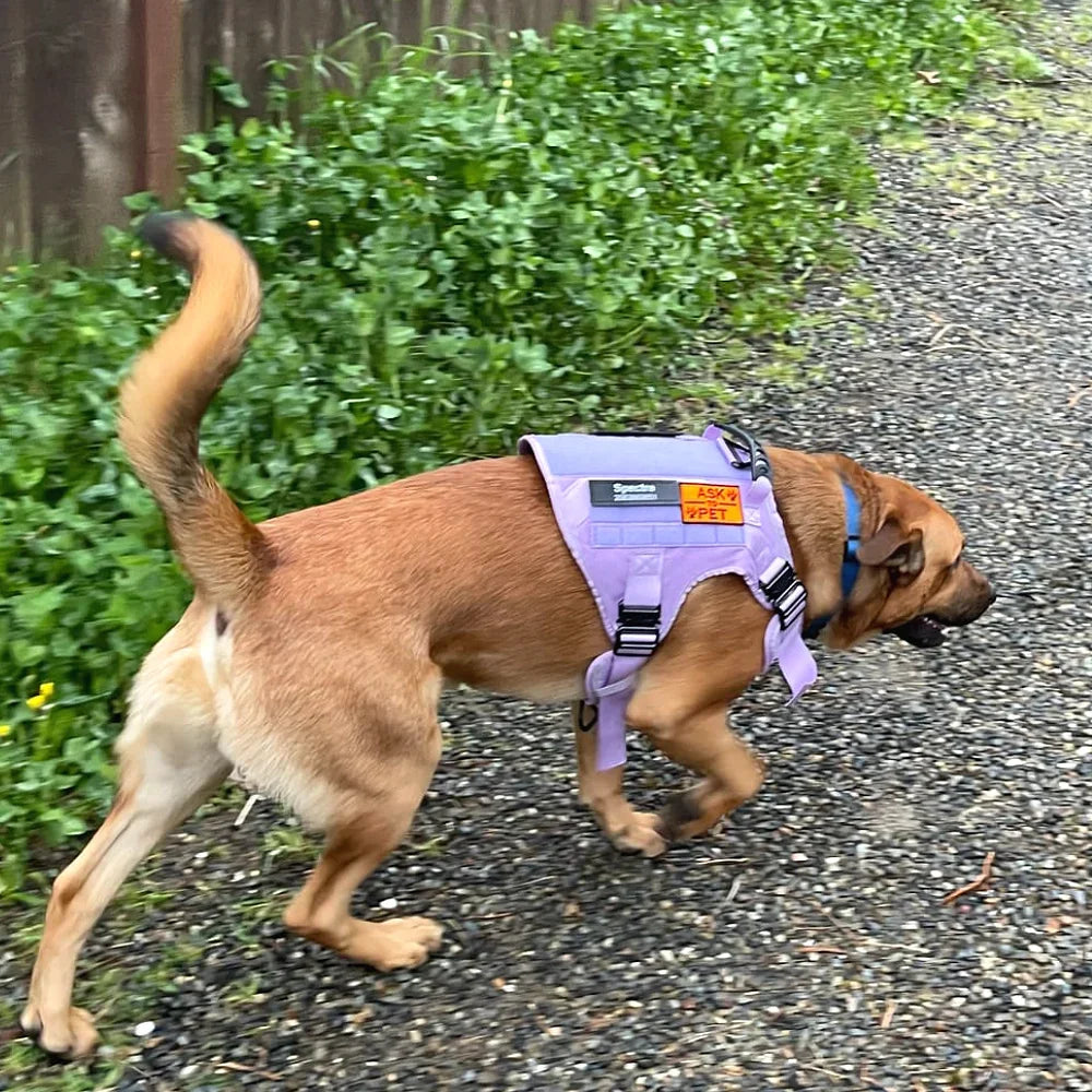 Purple Tactical Dog Harness Military Pet Vest with Leash Collar and 12 Patches for Large Dogs German Shepherd Outdoor Training