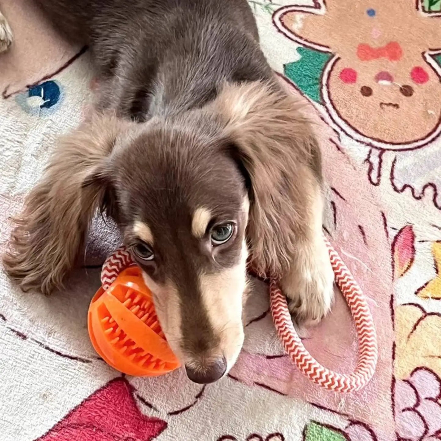 Pet Toy for Dogs, Durable Cotton Rope Hand-Held Treat-Dispensing Ball, Teeth-Cleaning and Training Interactive Puzzle Toy Ball