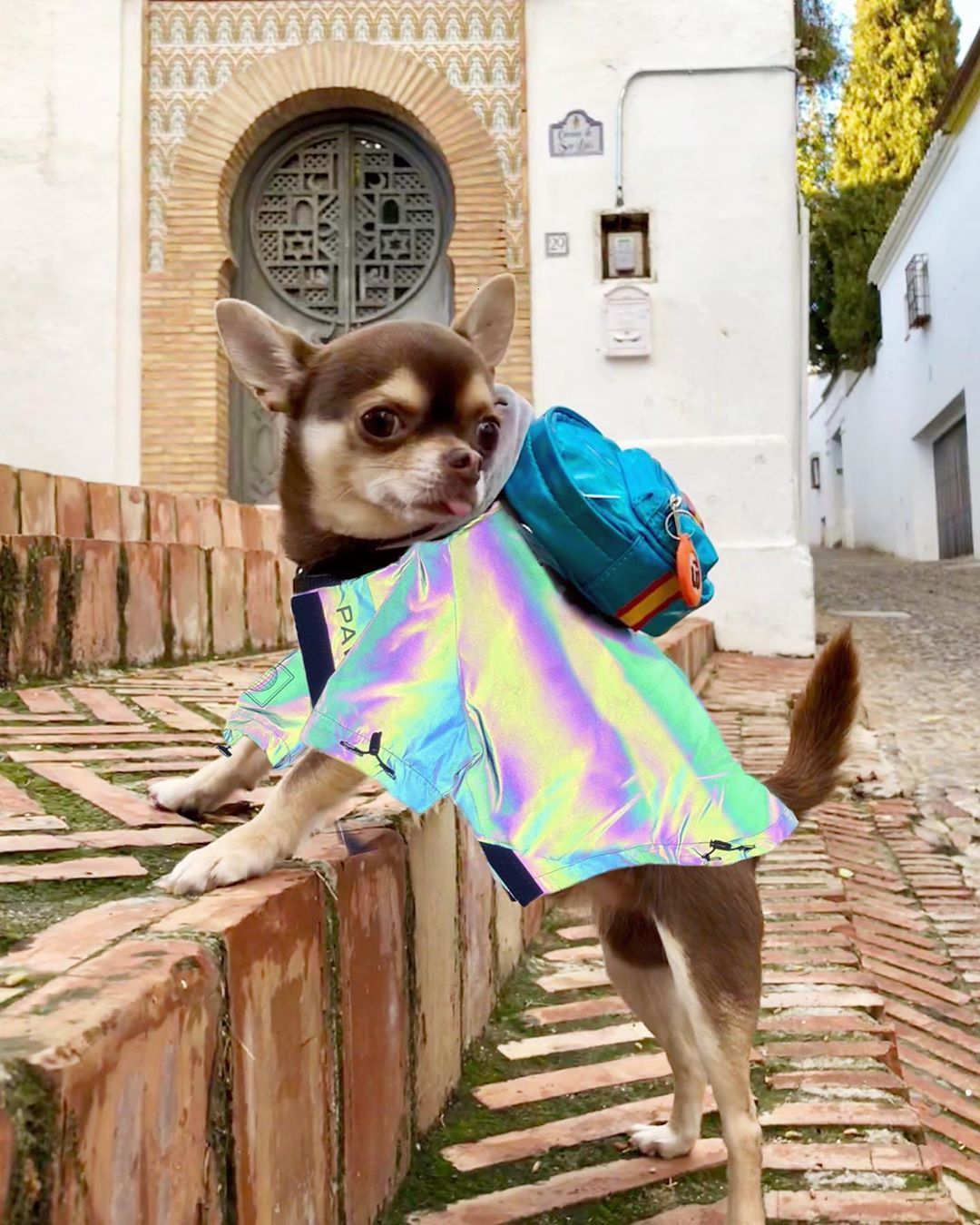 Reflective Dog Jacket Spring Pet Clothes Outfit Flashing Hooded Dog Costume Windbreaker